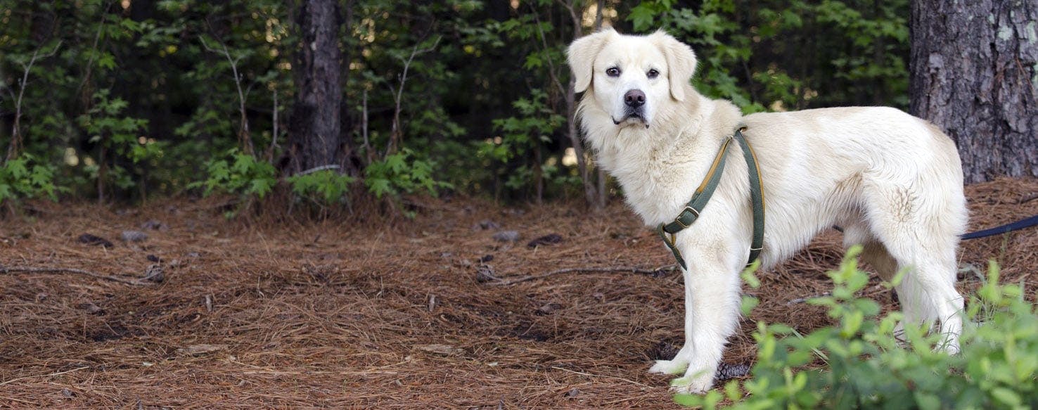 Great pyrenees flat coated retriever cheap mix